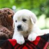 Image of Cindi, a Golden Retriever puppy