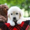 Image of Cindi, a Golden Retriever puppy
