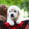 Image of Cindi, a Golden Retriever puppy