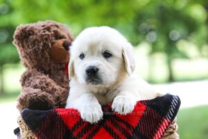 Image of Cindi, a Golden Retriever puppy