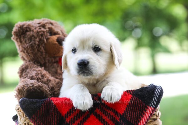 Image of Cindi, a Golden Retriever puppy