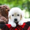 Image of Cindi, a Golden Retriever puppy