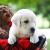 Image of Claire, a Golden Retriever puppy
