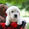 Image of Claire, a Golden Retriever puppy