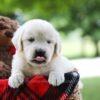 Image of Claire, a Golden Retriever puppy