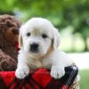 Image of Claire, a Golden Retriever puppy