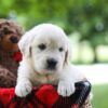 Image of Claire, a Golden Retriever puppy
