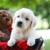 Image of Claire, a Golden Retriever puppy