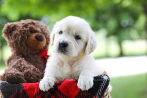 Image of Claire, a Golden Retriever puppy