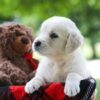 Image of Claire, a Golden Retriever puppy