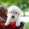Image of Claire, a Golden Retriever puppy