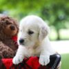 Image of Claire, a Golden Retriever puppy
