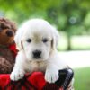 Image of Claire, a Golden Retriever puppy