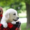 Image of Crystal, a Golden Retriever puppy