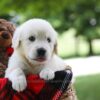 Image of Crystal, a Golden Retriever puppy