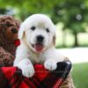Image of Crystal, a Golden Retriever puppy