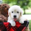 Image of Crystal, a Golden Retriever puppy
