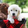 Image of Crystal, a Golden Retriever puppy