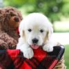 Image of Crystal, a Golden Retriever puppy