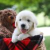 Image of Crystal, a Golden Retriever puppy