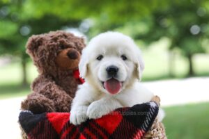 Image of Crystal, a Golden Retriever puppy