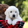 Image of Daisy, a Golden Retriever puppy