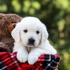 Image of Daisy, a Golden Retriever puppy
