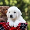 Image of Daisy, a Golden Retriever puppy