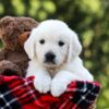 Image of Daisy, a Golden Retriever puppy