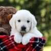 Image of Daisy, a Golden Retriever puppy
