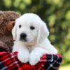 Image of Daisy, a Golden Retriever puppy