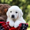 Image of Daisy, a Golden Retriever puppy