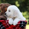 Image of Daisy, a Golden Retriever puppy