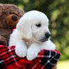 Image of Daisy, a Golden Retriever puppy