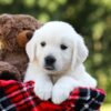 Image of Daisy, a Golden Retriever puppy