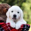 Image of Daisy, a Golden Retriever puppy