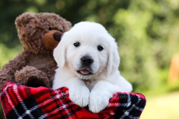 Image of Daisy, a Golden Retriever puppy