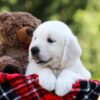 Image of Daisy, a Golden Retriever puppy