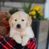 Image of Eagle, a Golden Retriever puppy
