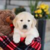 Image of Eagle, a Golden Retriever puppy