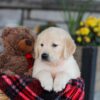 Image of Eagle, a Golden Retriever puppy