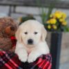 Image of Eagle, a Golden Retriever puppy