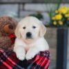 Image of Eagle, a Golden Retriever puppy