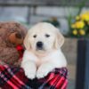 Image of Eagle, a Golden Retriever puppy