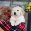Image of Eagle, a Golden Retriever puppy