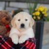 Image of Eagle, a Golden Retriever puppy