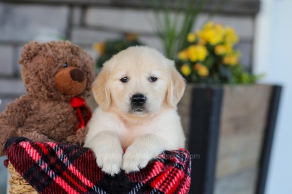 Image of Eagle, a Golden Retriever puppy