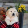 Image of Eagle, a Golden Retriever puppy