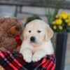 Image of Eagle, a Golden Retriever puppy
