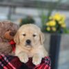 Image of Easton, a Golden Retriever puppy